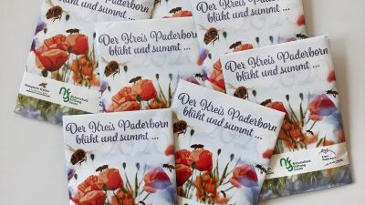 Bienen und Insekten freuen sich: Jetzt heimische Pflanzen in den Garten bringen 